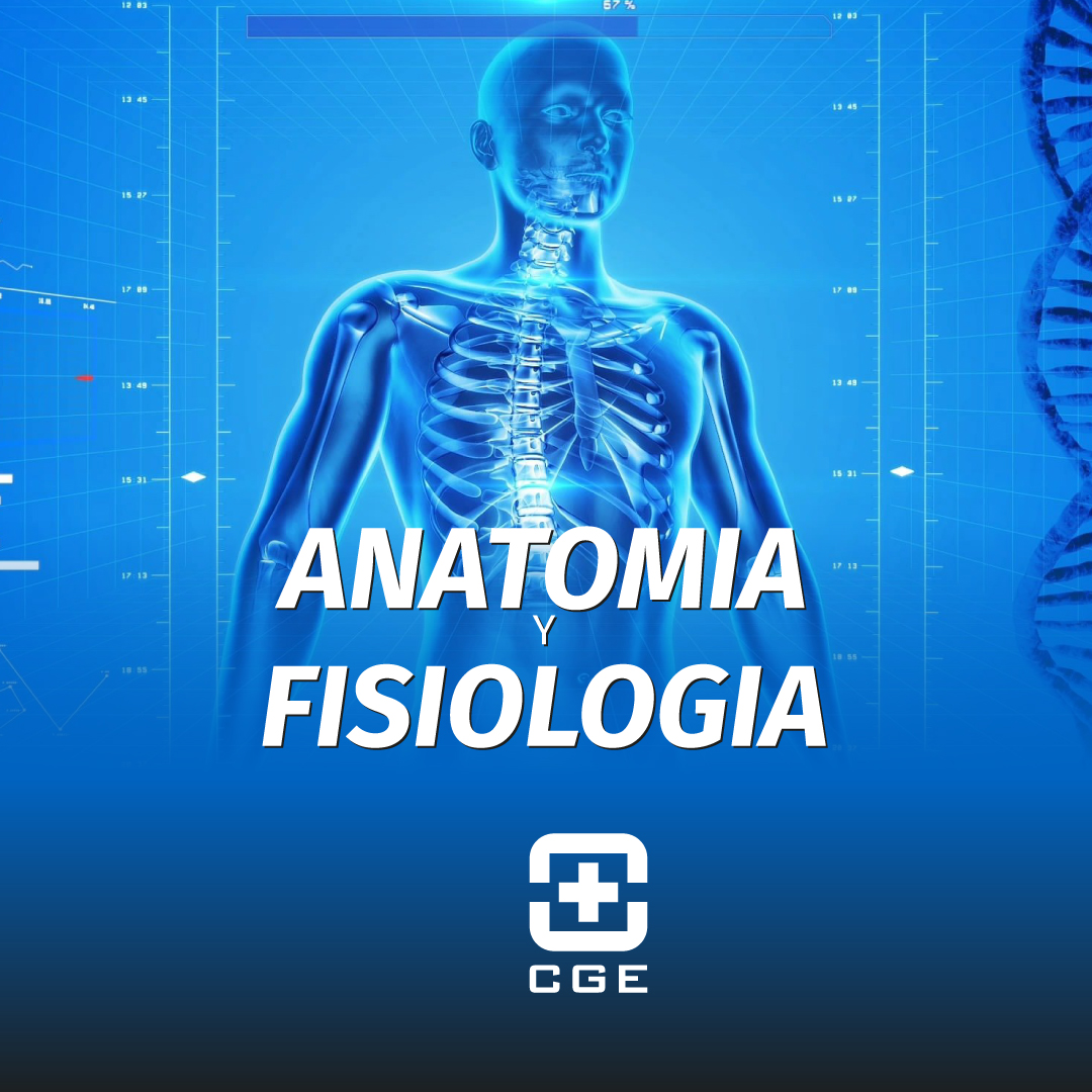 Anatomía